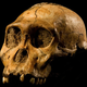 Illustration for article titled If We Cloned Early Humans, Should We Put Them in a Zoo or a School?